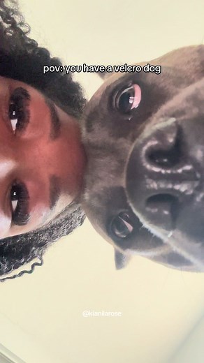 Velcro Dog Cane Corso Puppy: Why My Cane Corso Clings