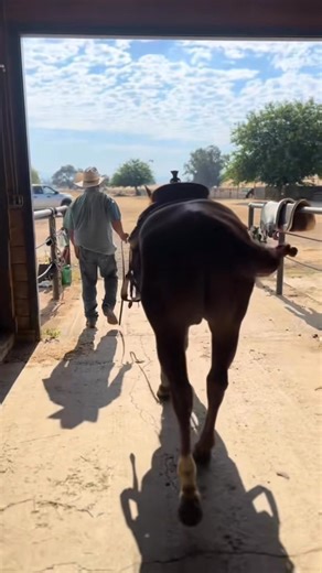 Smarty just being Smarty, I don’t think I’ve ever owned such a broke horse. He’s go so much handle on him (probably from his reining start) cutters rarely feel the way he does. Anywho I think he lives up to name sake All That Smarts. ❤️😎 | Elisabeth Secord-Samaniego