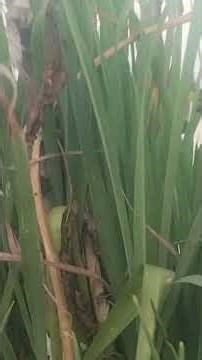 sha la la #from Gilli movie🫶