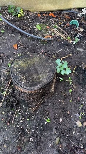 #stump #grind #stumpremoval #cherrytree | Brookies Tree’s | Facebook