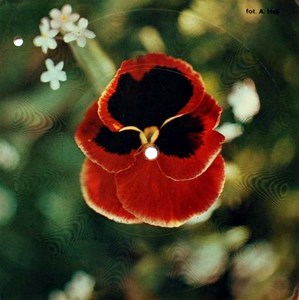 Boney M. - My Friend Jack