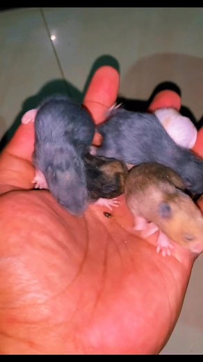 8.7K views · 168 reactions | Bilis nyo namang lumaki ❤️ baby teddy bear hamster rex  #hamsters #pet #adoption #hamsterdaily #teddybearhamster | Hamster Daily | Facebook