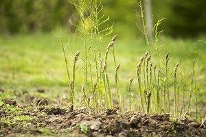 Growing asparagus made easy! In this episode we discuss pH, Soil Composition, spacing, harvesting, How to harvest, mulching, and how to fertilize your perennial asparagus plants. | MIgardener