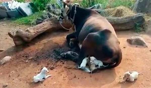Une vache adopte 7 chiots et les allaite comme s'il s'agissait de ses propres petits. Regardez!