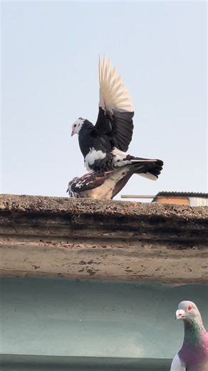 Pigeons Mating: A Closer Look at Their Behavior