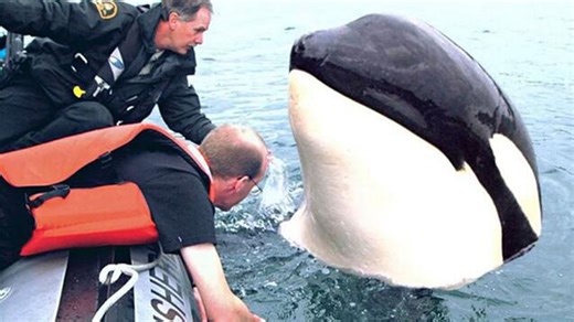 海洋中最大的“街溜子”，嘴欠手贱，把骚扰其他动物当成乐趣！