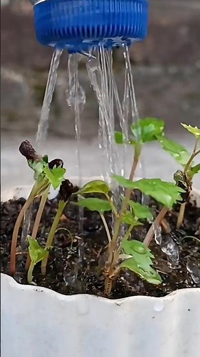 How to Grow Grapes from Seed at Home 🍇 | Step-by-Step Guide