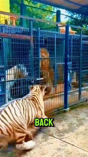 Lions do not roar to start fights, they roar to stop them. In this short you will hear why that thunderous roar is smarter than most people think. From claiming territory to keeping cubs safe in the dark, the roar is a warning, a locator, and a family lifeline. Comment below, did you think lions roar only to scare rivals? If you enjoy smart animal facts, subscribe and share this with a friend who loves wildlife. Business inquiries, ak@glee-originals.com Copyright and Fair Use Disclaimer, This vi