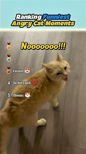 Ranking Funniest Angry Cat Moments #ranking #cats #funny
