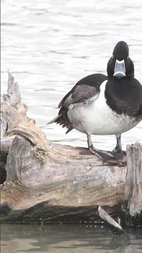 Ring-necked Duck Call Video: Nature Sounds Birds