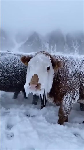 POV: Frozen Cow Freed Ice Rescue 🛟#wildlife ##cow frozen #rescue#ice#pov
