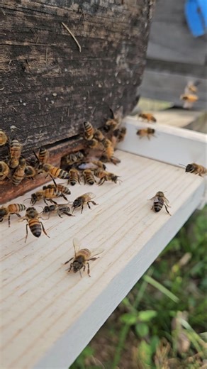 Honeybees Ready For Spring!