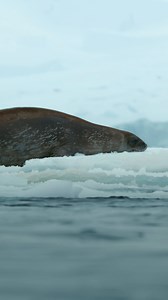 A population of Antarctic killer whales known as B1 uses an extraordinary strategy to hunt seals resting on ice. Working as a team, the whales create a powerful breaking wave to wash their target into the water. However, when the piece of ice is too big to wave wash, they create a subsurface shock wave instead, which shatters the ice into small pieces. After this pod had successfully pushed this Weddell seal into the water, a pair of humpback whales arrived to disrupt the hunt. No one knows exac