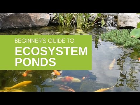 Keeping Your Pond Clear: How Skimmers, Biological Filters Work