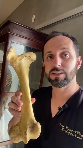 Anatomia comparada do fêmur #anatomia #curiosidades #femur