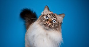 What Your Cat's Tail & Ears Reveal About Their Mood