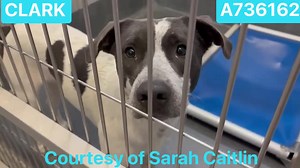 Saving San Antonio Dogs on Reels