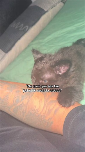 Gato grande creciendo: “No creo que sea tan peludo”