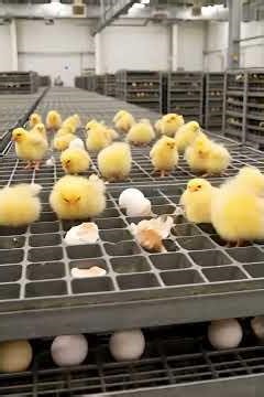 Chicken Mega Factory – Egg Incubation to Broiler Processing | Full USA Factory Tour