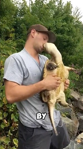 DO THIS, If you ever get bitten by a softshell turtle 🐢😨
