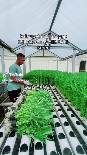 Panduan Menanam Kangkung Hidroponik untuk Pemula