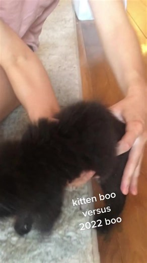 #cats #weirdcats #chantillytiffanycat #boo #fyp