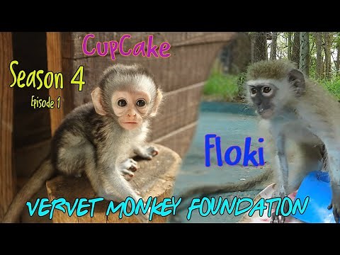 Season 4 has begun with the arrival of baby monkey Cupcake the first orphan monkey for this year.