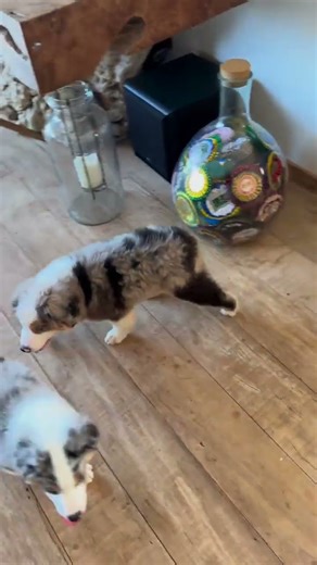 Australian Shepherdpuppies foradoption#puppy #aussie #cute #love #doglife #pets #adoptionrocks #pubg