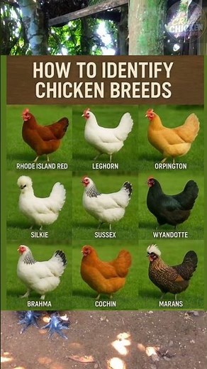 How to identify Chicken breeds. #farmlife #chickenfarming #poultryfarm #yt #poultryfarming #youtube