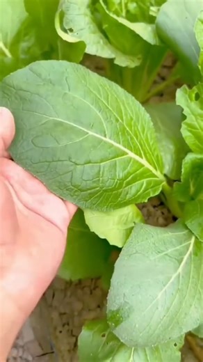 668K views · 13K reactions | #garden #gardening #planting #farming #agriculture #vegetablegarden #gardeningtips #gardeninghacks #farming | Agriculture 12.7 | Facebook