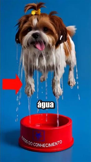 Caramel x Water x Pet