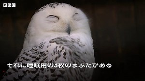 ご存知でしたか？　奇妙で驚くべき動物たちの生態 - BBCニュース