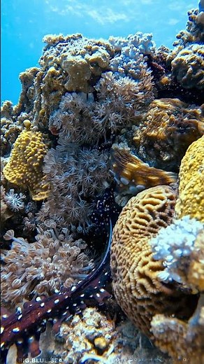 Look at the male octopus using his hectocotylus what an incredible sight! 🐙