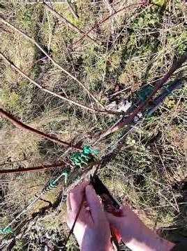 Vine pruning: the essential tip to protect your buds 🍇