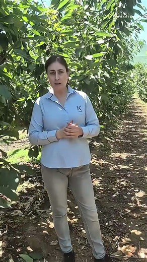 Postcosecha en cerezos: Las claves de Koppert Chile para una temporada exitosa