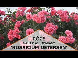 Róża pnąca 'Rosarium Uetersen'®