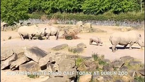 1.6M views · 3.2K reactions |  Animal Update  It was a big day for the newest addition to the rhino herd at Dublin Zoo today – he began his introductions to the rest of the herd! The Southern white rhino calf, who was born in February was introduced to adult females, Zanta and Reni. As you can see he was very inquisitive and is keen to get to know them! 憐 | Dublin Zoo | Facebook
