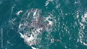 Bottlenose Dolphins Hunting And Feeding On Mullet Fishes In New South Wales, Australia - Drone Shot