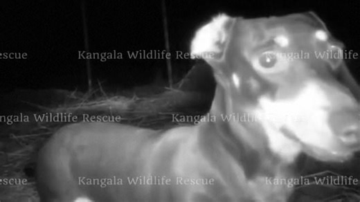 Valerie the sausage dog found alive after 529 days alone in Australian bush