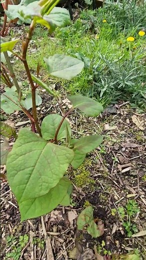 Identifying Different Size Japanese Knotweed Plants 🏡