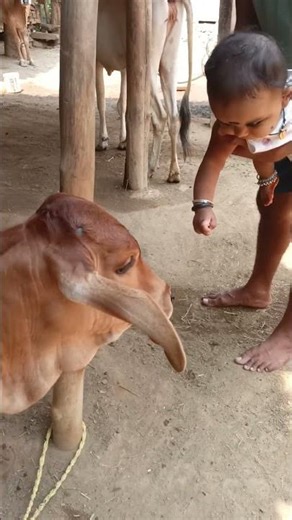 Adorable Child and Calf Bonding | Cute Farm Moments!