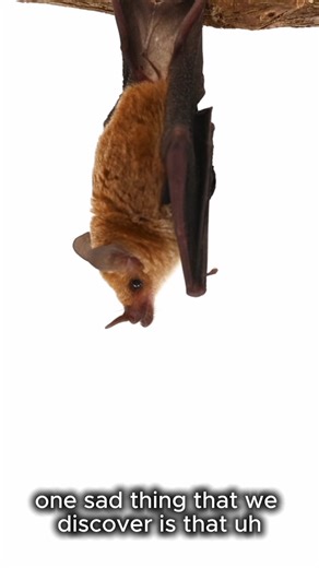 4.3K views · 174 reactions | BCI Brazil Program Manager Jennifer...