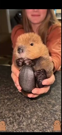 Cute Animal Transformations That Are Sooo Adorable!😻