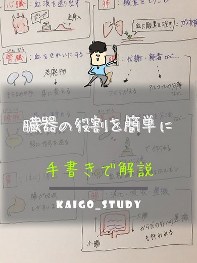 臓器の役割を簡単に説明する