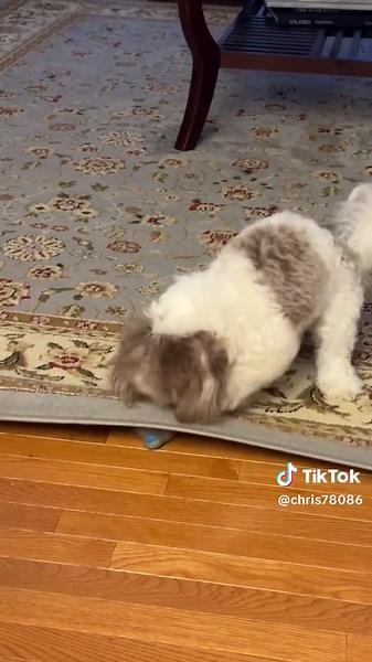 #chloethedoxiepoo #dogsoftiktok #2024 #roadto10k #repost #pets #petsoftiktok #fypシ゚viral #spoiled #baby #princess #dogtoys #dogtoysqueaker #home