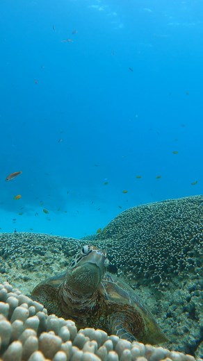 #Seaturtles are air-breathing reptiles that have lungs, and will regularly come to the surface to breathe during active hours. However, they are known to stay underwater for much longer periods of time while sleeping. This one was trying so hard to stay awake, but his head kept falling forwards and backward until he finally gave in. 🐢💤 🎥 by Jacinta Shackleton Videography and Photography | Science Channel