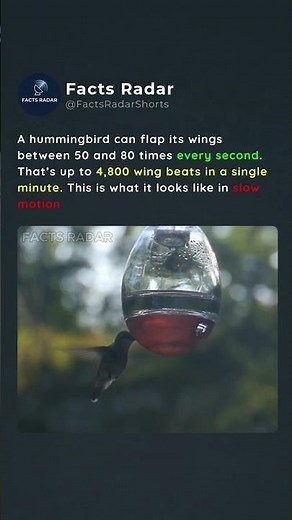 Hummingbird in Slow Motion 🤯