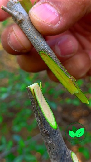 Olive tree grafting techniques 🫒| Fruit plants grafting in spring #bushcraft #bonsai #grafting