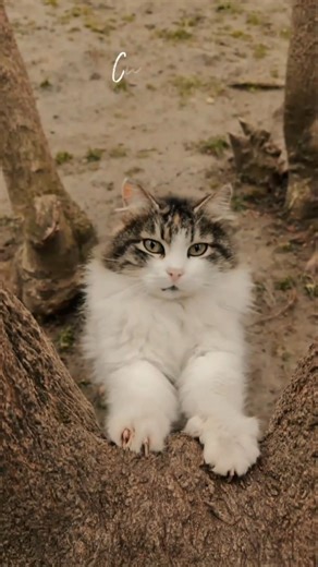 pretty cats 😍🐈 #cute #funny #catshorts