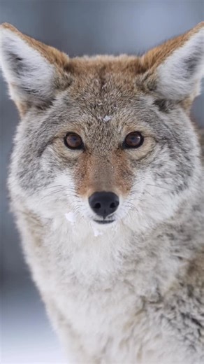 Savannah Rose on Instagram: "Photographing a super habituated coyote. It was pretty clear she’d been getting a lot of handouts. Please don’t feed the wildlife!"
